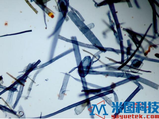 在显微镜下的纸张纤维结构图